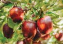 Want free groceries? Central WA juice maker has a deal for you