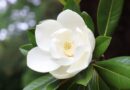 Magnolia Mornings: May 2, 2025